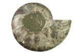 Cut & Polished Ammonite Fossil (Half) - Madagascar #341200-1